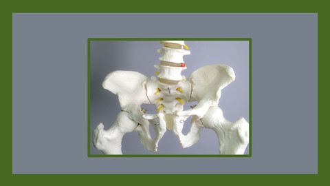 Osteopatía y Terapia Manual (PELVIS Y LUMBARES)