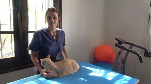 Masajes en Gatos - Relajantes y Terapeuticos