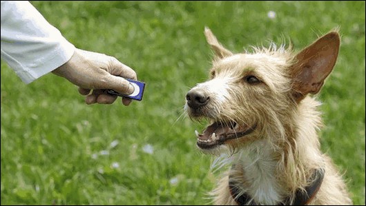 Adiestramiento Canino - Introducción al clicker training
